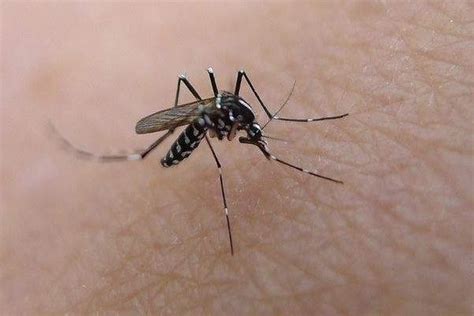 为什么有的人特别招蚊子 招蚊子是什么原因_农业知识 - 农业站