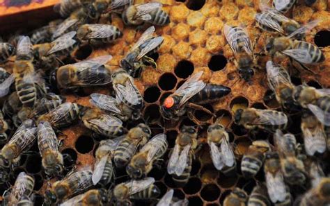 蜜蜂是怎么选蜂王的？ 湖北天马养蜂场