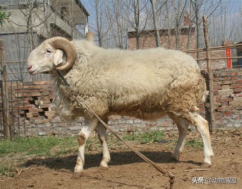 世界上最好的35种羊，带你了解一下！_品种_山羊_母羊