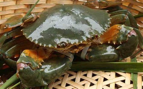 海蟹品种大全图图片