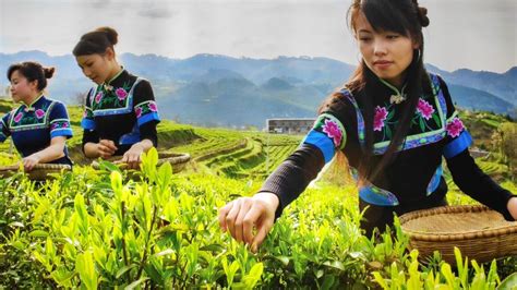 贵州省石阡县茶产业-农业主导者之一 - 深圳市绿然展业发展有限公司