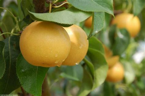 梨主要品种及省力化栽培技术|农技指导|洛阳农林科学院