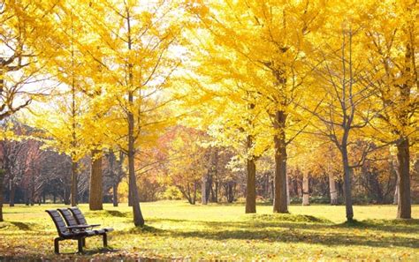 秋天时枫树的落叶的图片-秋天落叶的图片