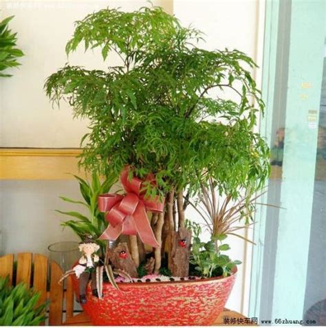 客厅里发什么绿植好呢,客厅适合摆放什么植物,客厅放什么植物最吉祥_大山谷图库