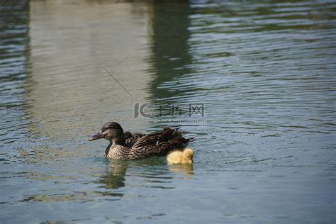 鸭妈妈和她的小鸭子在湖里游泳高清摄影大图-千库网