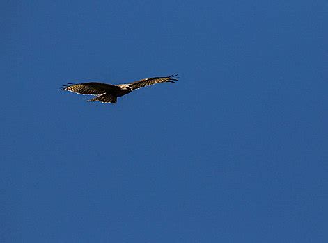 坚硬的一只濒临灭绝猎食鸟野生大它们正在捕食天鹰座美丽的高清图片下载-正版图片307951324-摄图网