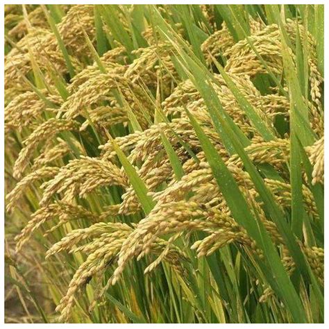 适合北方种植旱糯稻子,耐旱糯稻,适合北方种植的竹子_大山谷图库
