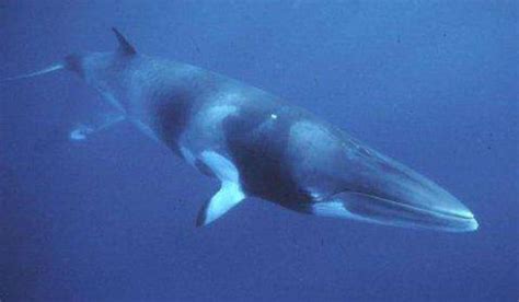 世界十大巨型动物，鲸鱼上榜多种，第一体重可超180吨(2)_排行榜123网
