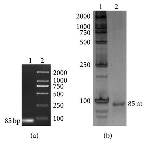 Preparation of a Specific ssDNA Aptamer for Brevetoxin-2 Using SELEX ...