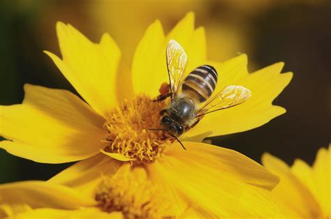 中华蜜蜂 - 蜜蜂百科 - 酷蜜蜂