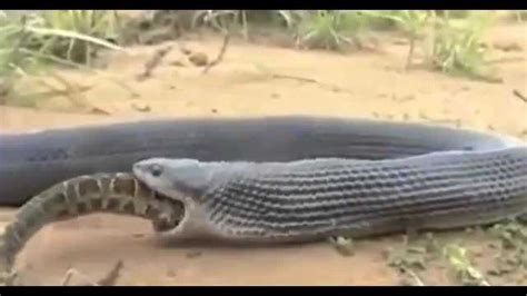 眼镜王蛇和蟒蛇蛇致命的战斗_腾讯视频