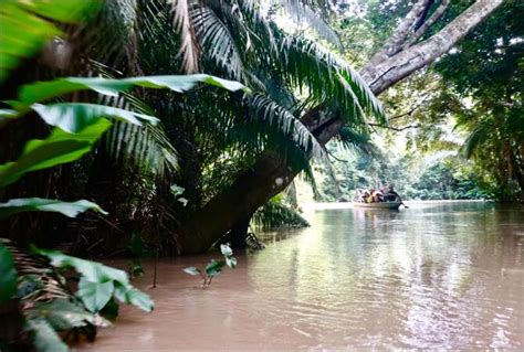 亚马逊热带雨林-亚马逊热带雨林值得去吗|门票价格|游玩攻略-排行榜123网