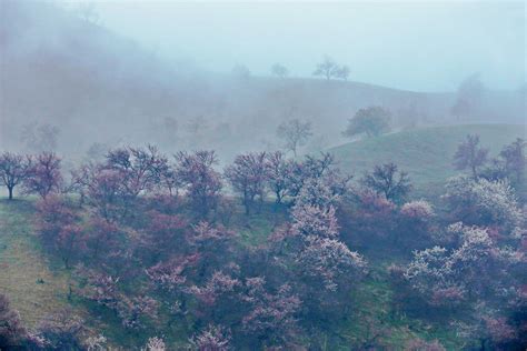 【雾里看花摄影图片】于桂林灵川海洋乡生态摄影_太平洋电脑网摄影部落