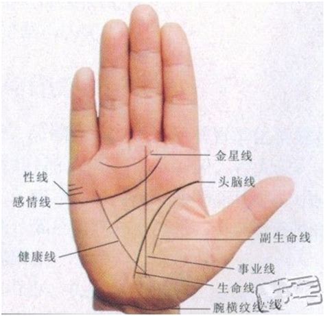 婚姻线怎么看图解图片