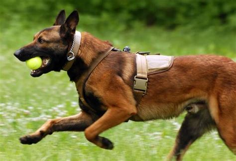 最适合当“警犬”的6种狗，每只都是保家卫国的好手|警犬|种狗|军警犬_新浪新闻