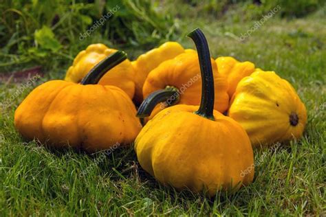 Pumpkin - Cucurbita pepo (Patissons) — Fotografias de Stock © troyka ...