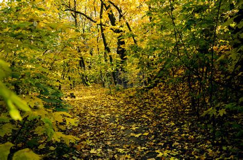 秋天温暖的秋日森林中美丽的小径高清图片下载-正版图片504966848-摄图网