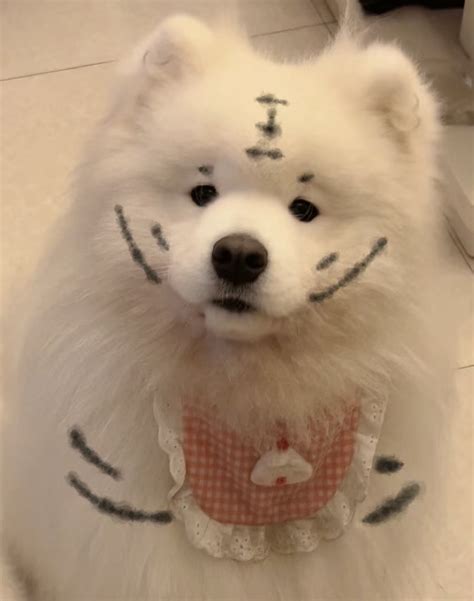 萨摩耶头像温柔女生图片