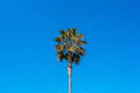 棕榈树的叶子在蓝天前随风摆动高清图片下载-正版图片506187921-摄图网