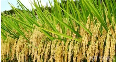 求讲解水稻种植有哪些步骤？ - 知乎