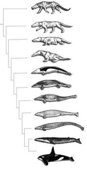 秘鲁发现4000万年前“行走鲸鱼”的骨骼化石 - 化石网