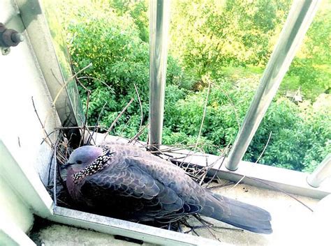 科学网—秀秀我窗台上的珠颈斑鸠 - 谭坤的博文