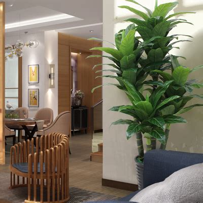 客厅一般放多高的绿植,客厅大型绿植多高合适,家里_大山谷图库