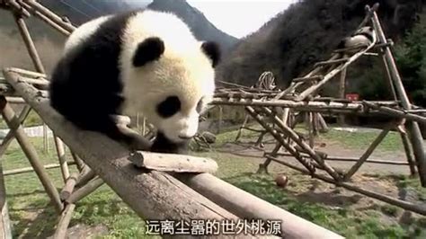 熊猫的生活纪录片_腾讯视频