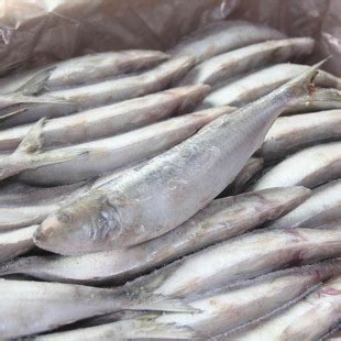 金龙鱼 寒地东北大米5kg 当季新米 圆粒米 十斤 批发包邮-阿里巴巴
