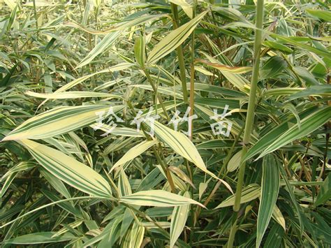 竹子基地 批发黄金竹 金香玉竹 品种齐全 价格优惠-阿里巴巴