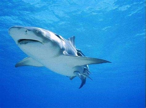 南非好奇大白鲨破水而出打照面：吓坏潜水者|文章|中国国家地理网