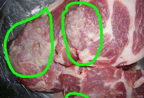 米猪肉煮熟后和脂肪粒的区别图片，千万别吃感染囊虫病超可怕 — 神奇养生网