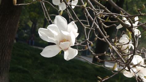 上海市市花就是它---白玉兰！_广材资讯_广材网