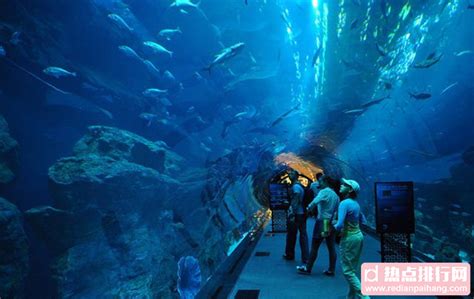 2024迪拜水族馆和水下动物园游玩攻略,从外部也可以观赏【去哪儿攻略】