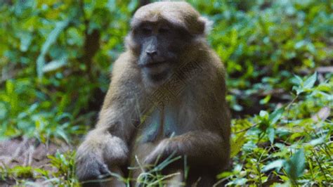 猴子动图-猴子gif图片-猴子动图图片下载-摄图网
