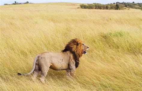 Male Lion In Africa