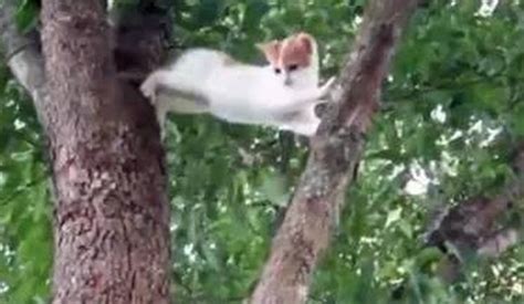 小猫咪贪玩爬树被卡住，猫妈妈却一脸无奈，现场教学怎么爬树！