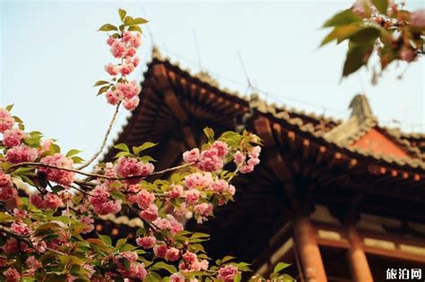 2023西安及周边赏樱花的地点大全，10个大型花海等你来（西安周边赏花踏青好去处） – 旅游人