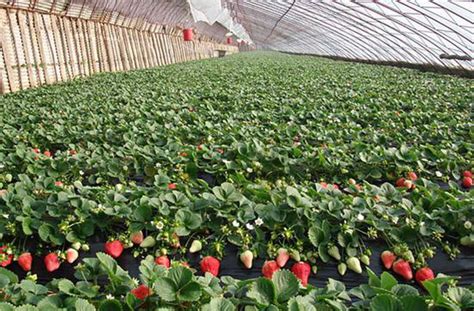 安徽阜阳：农科专家指导草莓种植“双减增效”-人民图片网