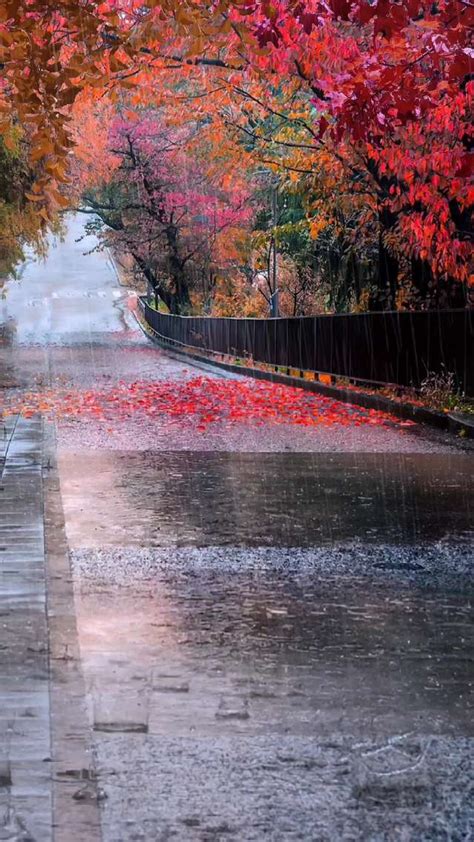 秋雨.红伞高清图片下载-正版图片500140758-摄图网