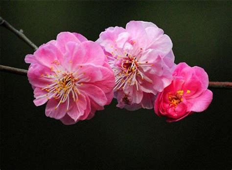花的寓意(鲜花的寓意) - 花卉种植 - 四季盆栽