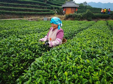打造“茶”知名品牌，促进茶旅融合发展！_直播江门