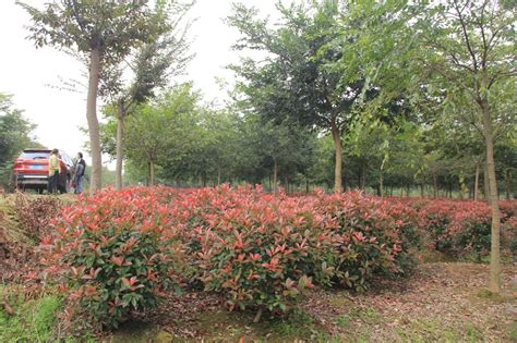 种植常规苗木 出路自有良方——访宁波百汇桂花研究所 - 植保 - 园林网