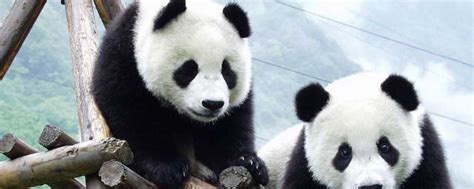 二年级熊猫的外貌描写是什么-百度经验