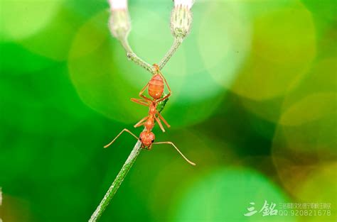 红蚂蚁】摄影图片】广州生态摄影_._太平洋电脑网摄影部落