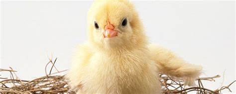 一只小鸡30天吃多少饲料 - 运富春