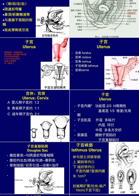 女性生殖系统解剖课件ppt模板_卡卡办公