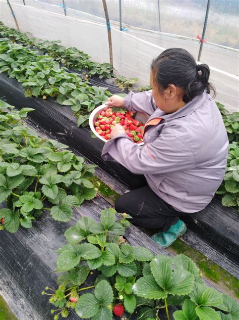 【带花带果】丹东99奶油草莓苗秧苗四季盆栽食用红颜阳台植物好养_虎窝淘
