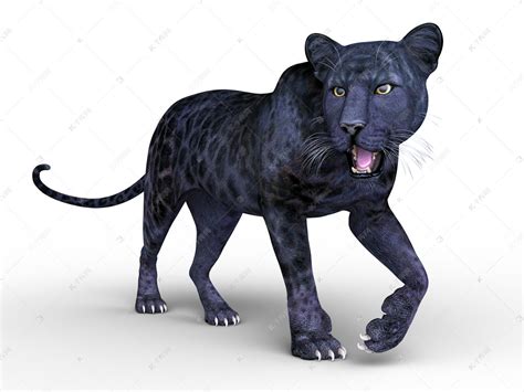 黑豹(大猫猫)图片