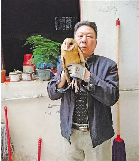 村民捡到受伤“怪鸟” 原是国家二级保护动物猴面鹰_乐清网_yqcn.com